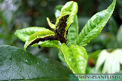 Sachekwa piom site na aphids: ụzọ egosipụtara nke njikwa