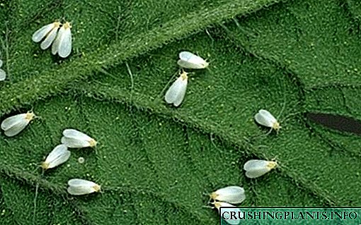 Mga paraan upang labanan ang mga whiteflies sa hardin, greenhouse