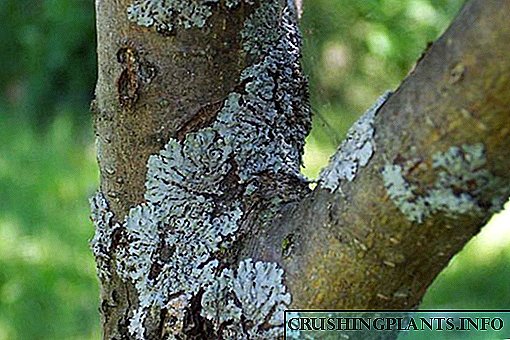 Njira zolimbana ndi lichens pamitengo yazipatso