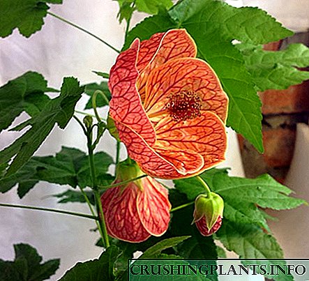 Методи на размножување на затворен цвет abutilon