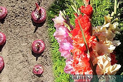 ပွင့်လင်းမြေပြင် gladioli နှင့်ပျိုးပင်အတွက်ပျိုးပင်စိုက်ပျိုးချိန်