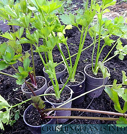 Kondiĉoj por plantado de plantidoj de radika celerio en malferma tero