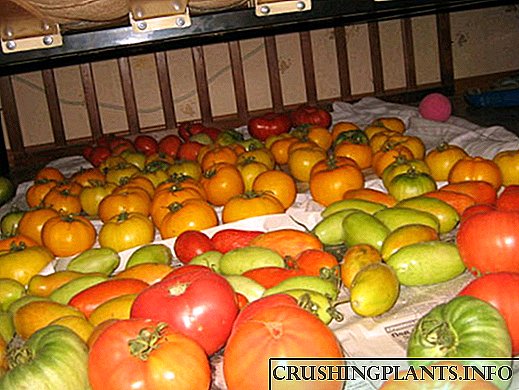 Можете да зачувате свежи домати од креветите до Нова Година