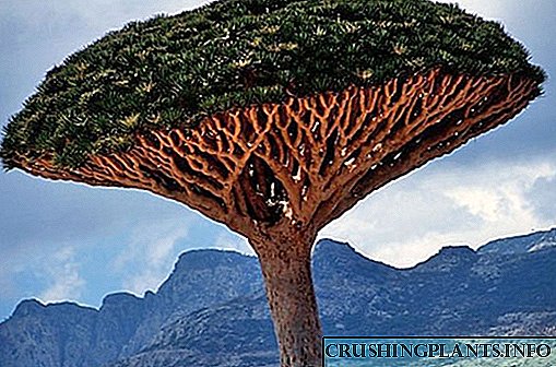Այգեպանների խորհրդավոր ֆավորիտը `վիշապի ծառ