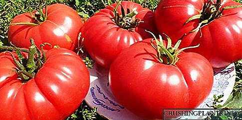 Corazón de touro de tomate: crecemento ao aire libre