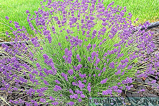 Die subtiliteite van plant en versorging in die oop veld vir delikate laventel
