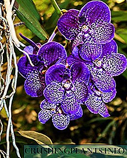 Næmni umhyggju og fjölgun hinnar stórbrotnu Wanda Orchid