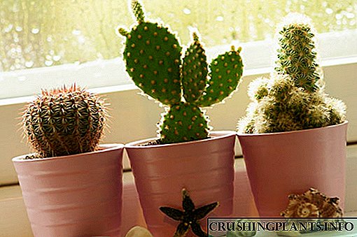 Subtektet e kujdesit ndaj kaktusit në shtëpi