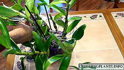 Dendrobium orkide targ'ib qilishning uchta usuli