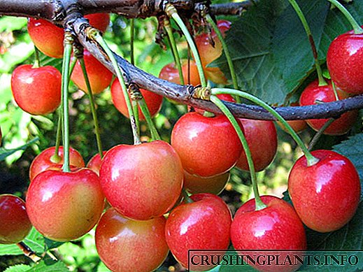 Ang mga cherry sa Fatezh kinahanglan nga motubo sa imong site