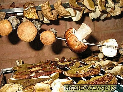 Sinau cara sing bener kanggo masak jamur garing