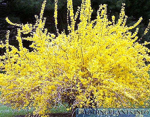 Vistas incribles e variedades de Forsythia - un arbusto con flores douradas