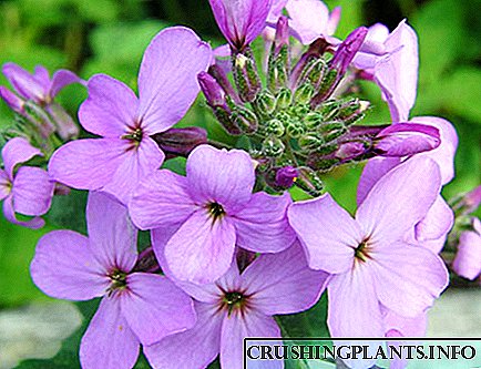 Mirinda krucifera floro nokta violo