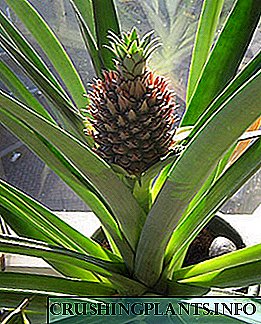 Erstaunlech Indoor Ananas op eise Windowsills
