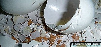 کود برای گیاهان داخلی از پوسته تخم مرغ