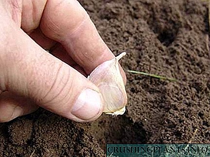 Ertубрива на почвата при садење лук: карактеристики на врвен облекување за пролетен и летен лук