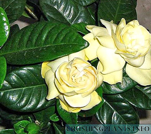 Pag-aalaga sa bahay para sa jasmine gardenia