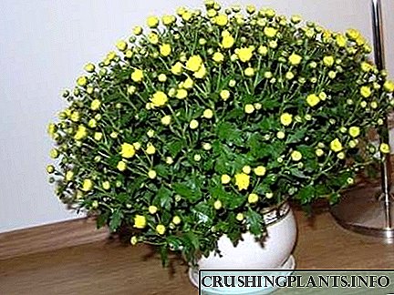 Care kanggo krishsanthemum kanthi kembang cilik ing omah