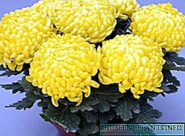 Gofal Cartref ar gyfer Chrysanthemum