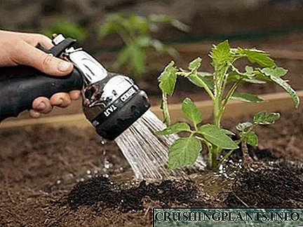 زمین میں پودے لگانے کے بعد ٹماٹر کے پودوں کی دیکھ بھال کریں۔