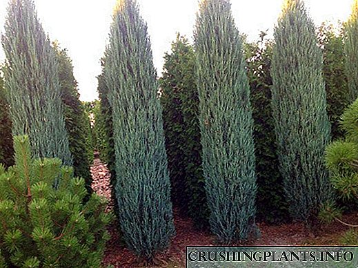 Juniperus scopulorum Blue Arrow varia vestri site queunt decorare