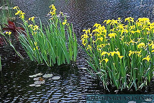 Dekoratioun vun engem Landreservoir - Iris Marsch
