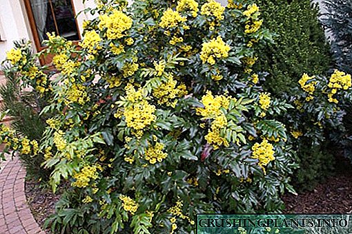 Hortus art - Mahonia aquifolium