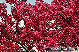 Терезенің алдында ландшафтты безендіруге Недзвецкийдің сәндік алма ағашы көмектеседі