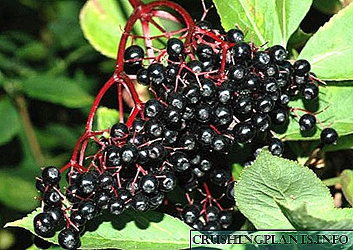 Sifat khas saka elderberry lan panggunaan obat