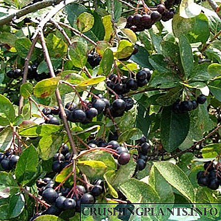 Universal Bush rau kev zoo nkauj thiab muaj txiaj ntsig - plum-puab chokeberry