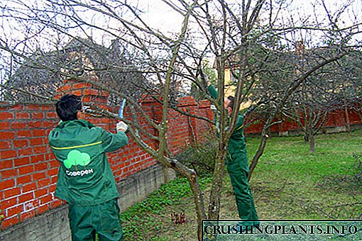 သင့်ရဲ့ဥယျာဉ်၌စပါးရိတ်ရာကာလအသီးသစ်ပင်များ pruning အပေါ်မူတည်
