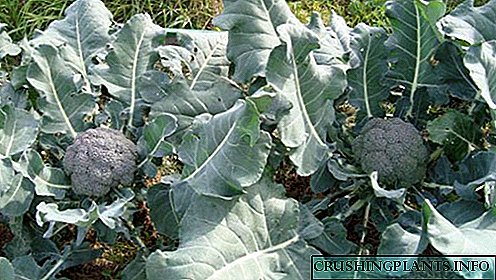 Ukulima okuphumelelayo kwangaphandle nokunakekelwa kwe-broccoli