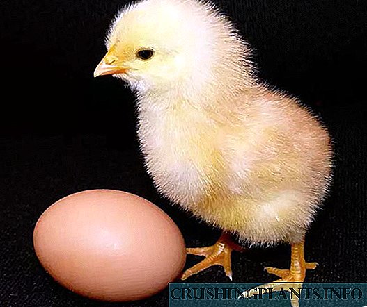 Wat is die geheim van broei uit eiers van henne, nie kuite nie?