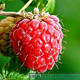 Apa pupuk sing dibutuhake raspberry ing musim semi, musim panas lan awal musim gugur