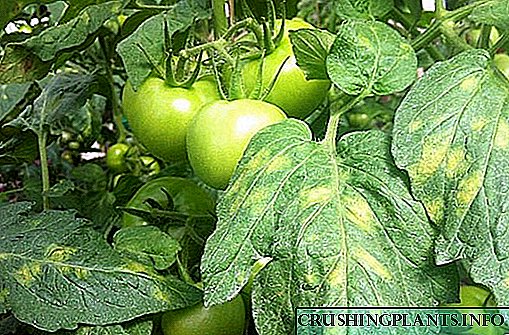 Bitkiyə vaxtında kömək etmək üçün pomidor xəstəliklərini şəxsən bilmək vacibdir