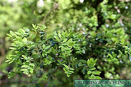 Evergreen centenarian Colchis boxwood