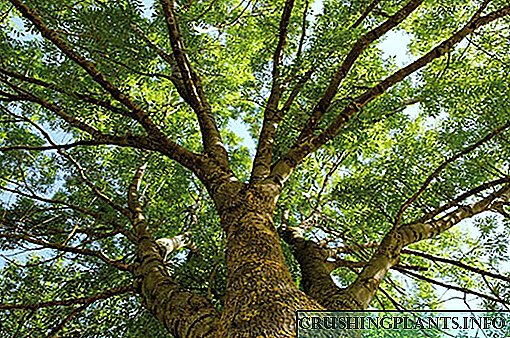Այգու հոյակապ Warrior - Ash Tree