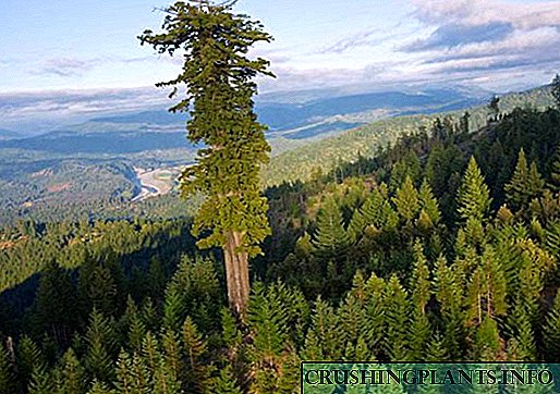 A maxestuosa árbore de sequoia conquista a todos coa súa pompa