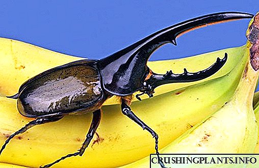 Mga higante sa mga insekto - Hercules beetle