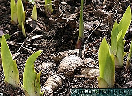 Coidado da primavera dos iris: cando e como alimentarse