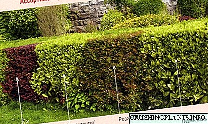 Pumili ng mga bushes para sa mga hedge