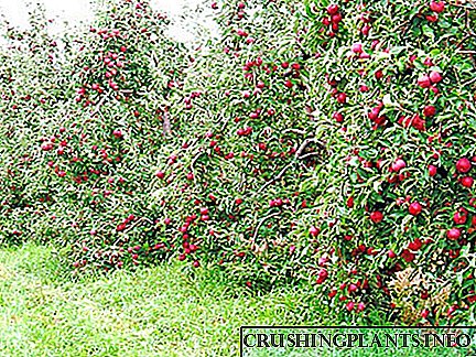 بهترین مناطق درخت سیب را برای منطقه مسکو انتخاب می کنیم