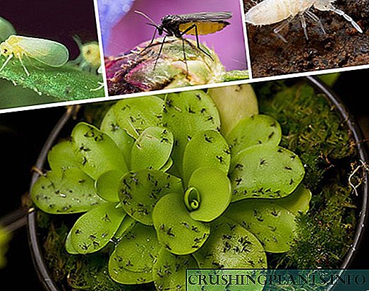 တစ်ပွင့်ကိုအိုး၌ယင်ကောင်ဖယ်ရှားပစ်ရမယ့်သက်သေပြနည်းလမ်းများရွေးချယ်ခြင်း