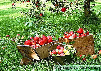 Ne zgjedhim varietetet e hershme të mollëve nga fotografia me përshkrimin