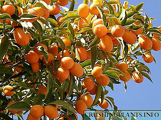 Escollemos variedades kumquat para xardíns rusos