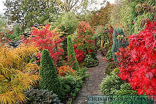 Изберете светли убави растенија за есенската градина
