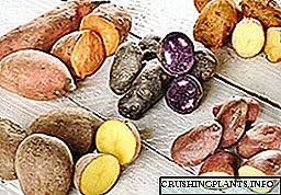 Mga uri ng patatas: kilala, kapaki-pakinabang at hindi masyadong