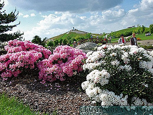Ofdị Rhododendrons - Vanilla Garden Sky