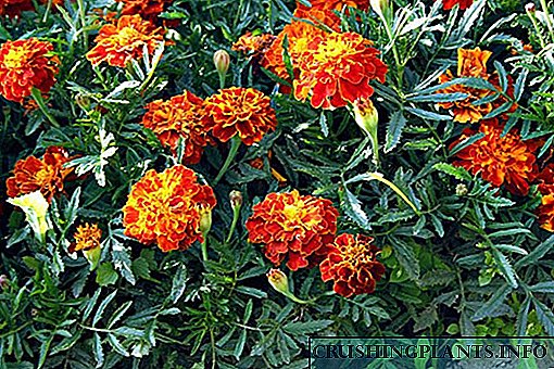 Aħna nikbru l-marigolds fil-pajjiż għal sbuħija u benefiċċju