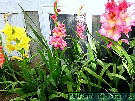 Kita tuwuh gladiolus ing omah: cara ngrawat kembang